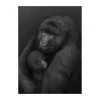 Affiche Bergsgorillan, 50x70 cm