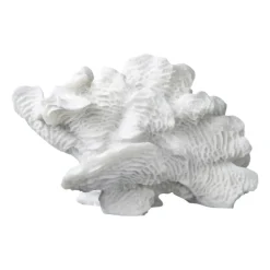 Coral fan, White