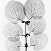 Poster Katsura, 70x100 cm