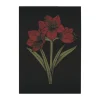 Serviette de cuisine Kapamaryllis 48x70 cm, Noir-rouge