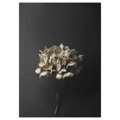 Still Life 04 Hydrangea poster, 30 x 40 cm